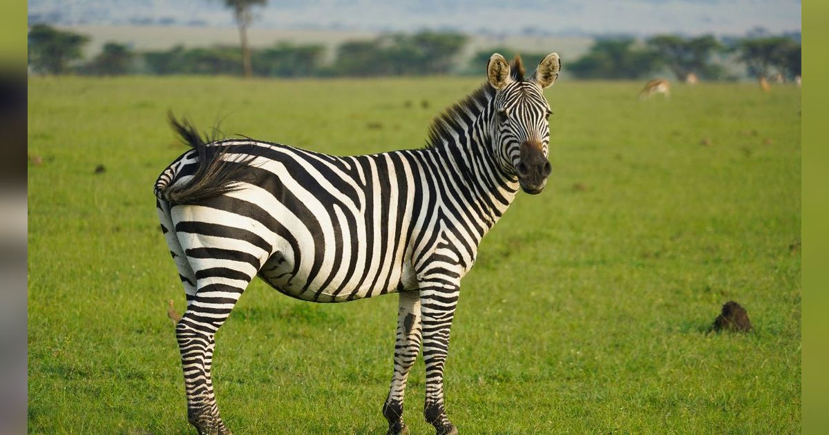 Ini Alasan Zebra Punya Corak Warna Belang Hitam-Putih, Salah Satunya Melindungi dari Gigitan Lalat
