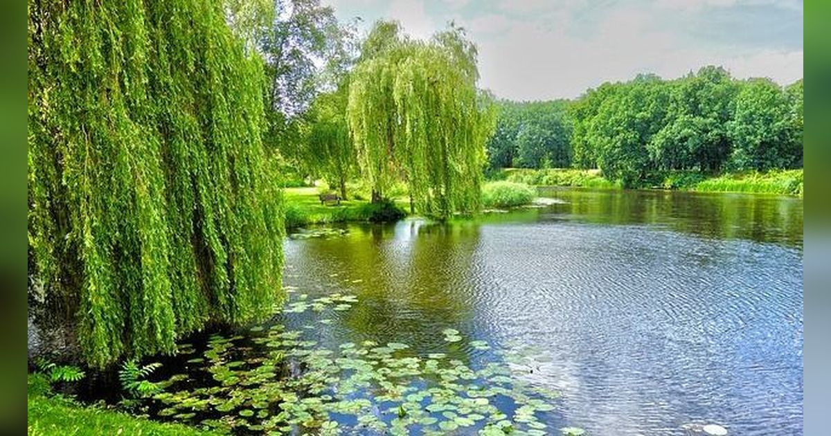 7 Tanaman dengan Pertumbuhan Tercepat di Dunia