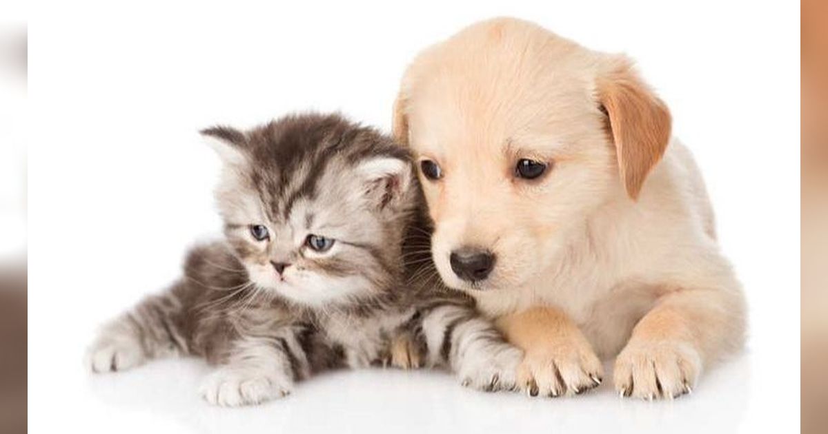 Kucing dan Anjing Juga Bisa Jerawatan, Bagaimana Cara Mengatasinya?