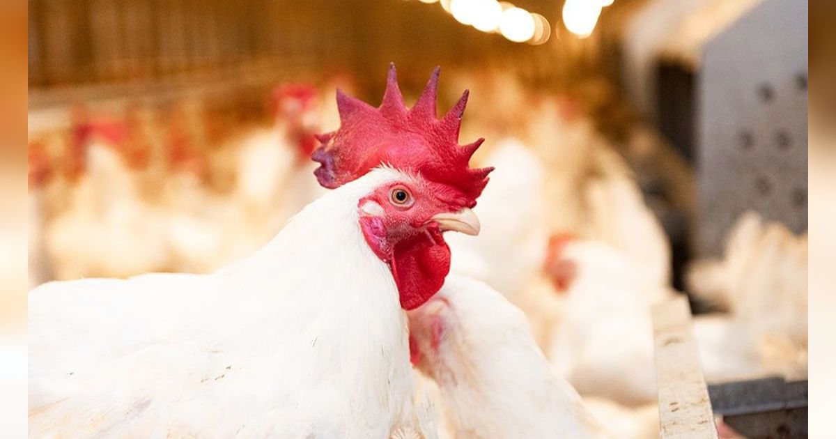 Ayam dan Telur Jadi Biang Kerok Inflasi Maret 2024