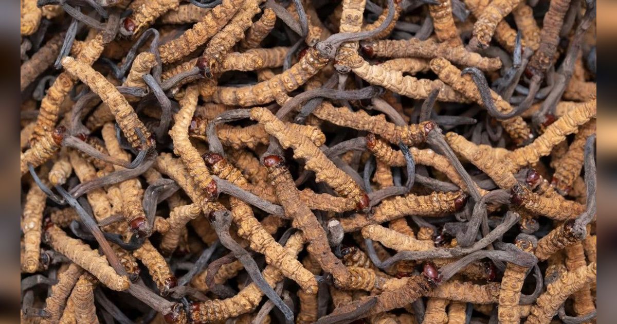 Bentuknya Mirip Ulat, Harga Jamur Ini Lebih Rp2 Miliar Per Kg