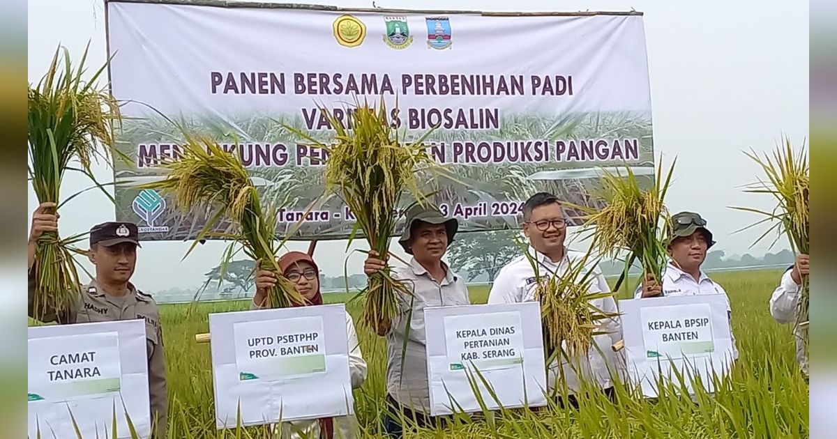 Kementan dan Provinsi Banten Kembangkan Padi Varietas Biosalin untuk Wilayah Pesisir