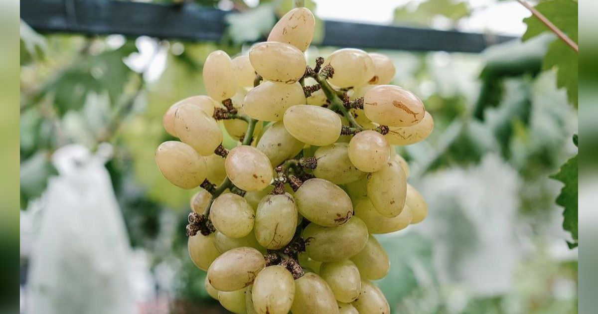 Cukup dengan 1 Bahan Dapur, Begini Cara Bersihkan Kandungan Lilin pada Buah Anggur