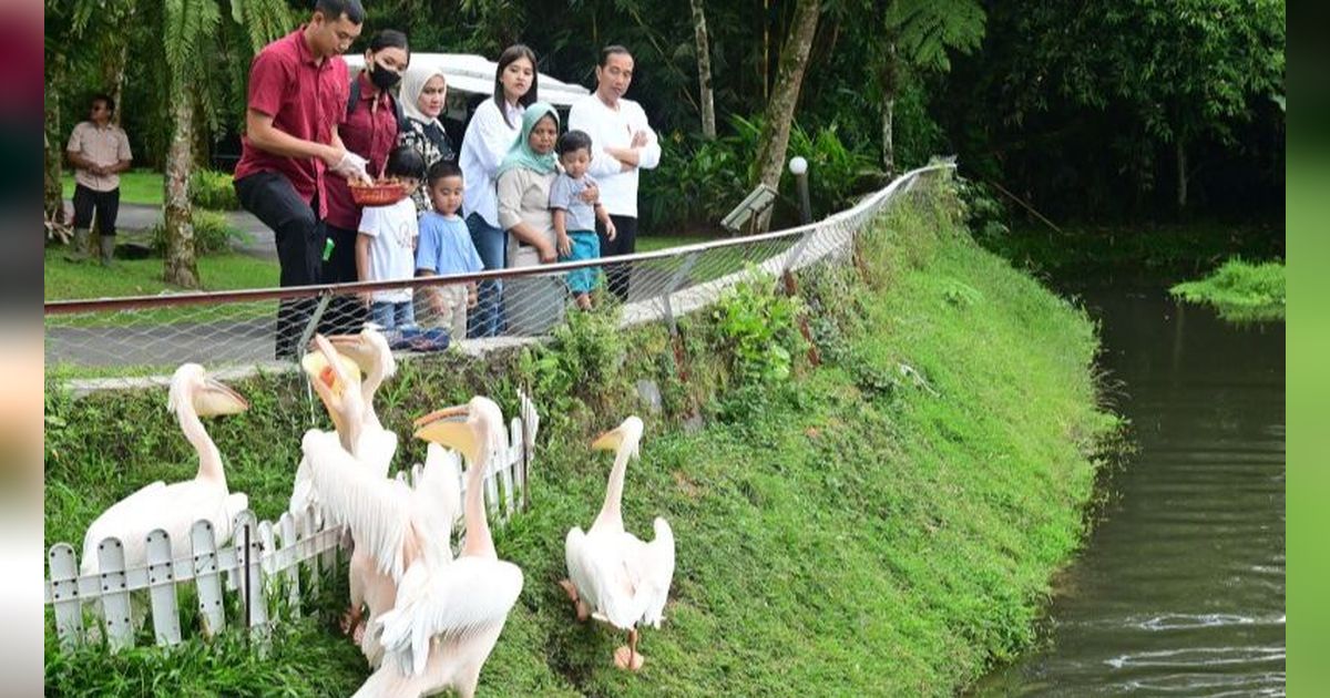 Presiden Jokowi Ajak Cucu Berwiisata di Sibolangit, Sedah Mirah Elus Punggung Buaya