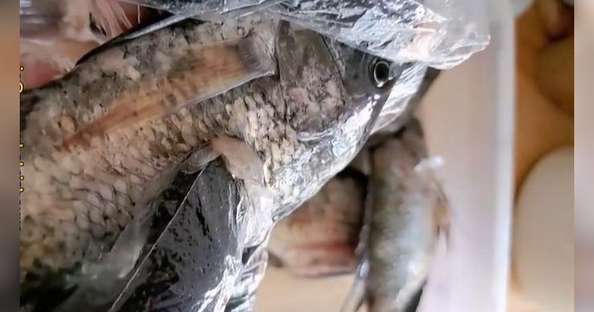 Cukup 5 Menit, Begini Cara Cepat Singkirkan Sisik Ikan Tanpa Pisau