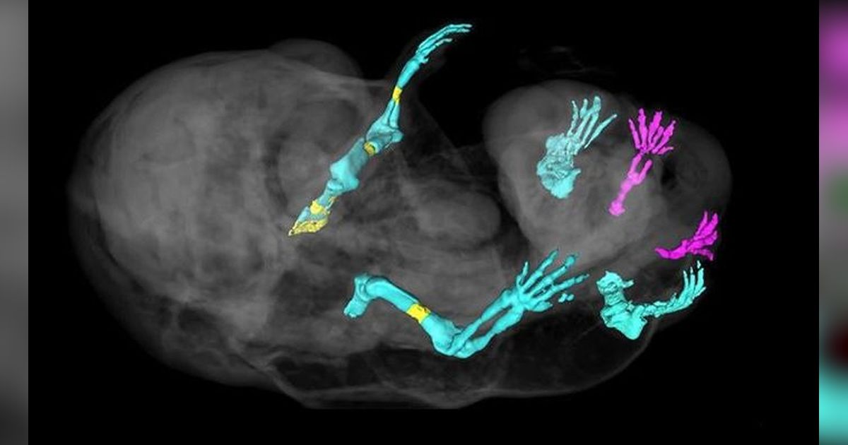 Ilmuwan Berhasil Bikin Eksperimen Genetik, Tikus Bisa Punya Kaki Tambahan di Bagian Kelamin