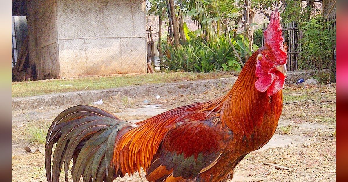 Mitos Ayam Pelung di Indonesia, Bisa Membawa Keberuntungan