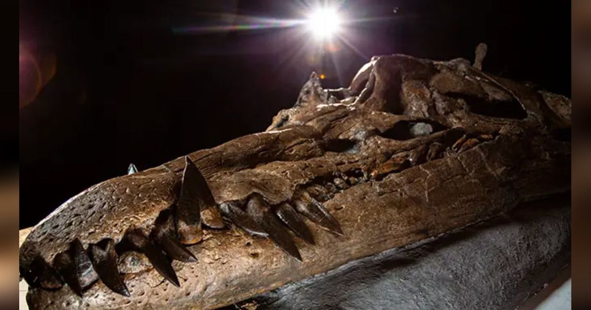 Tengkorak Monster Laut Mematikan Ini Ditemukan, Gigitannya Kalahkan T-rex
