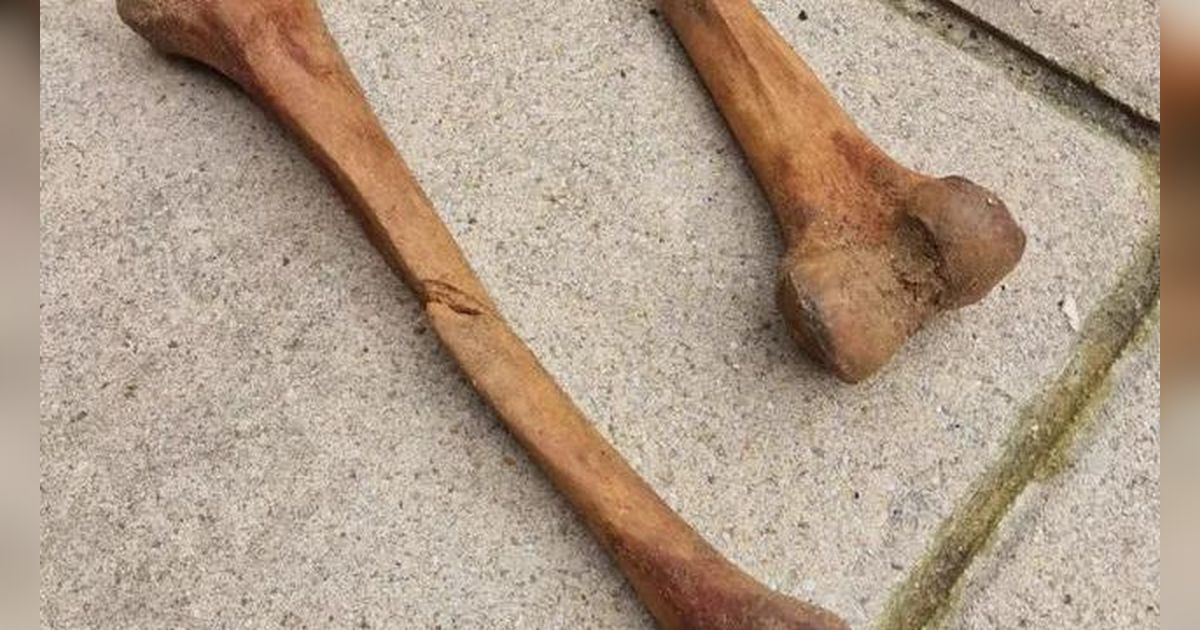 Bertualang di Pantai, Ayah dan Anak Temukan Tulang Manusia Purba, Awalnya Dikira Dinosaurus