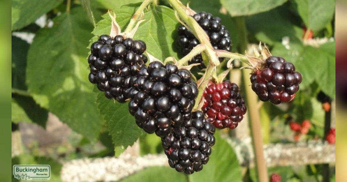 8 Manfaat Boysenberry, Buah Hasil Persilangan dan Kaya Vitamin