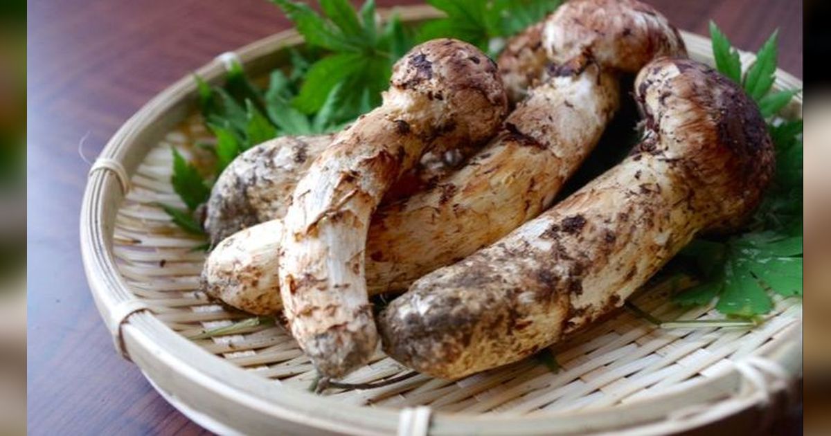 Matsutake, Jenis Jamur Paling Mahal di Dunia