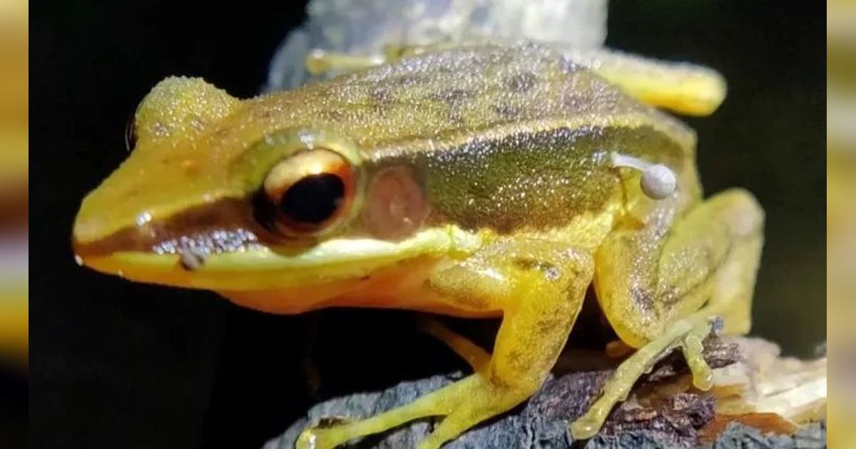 Para Peneliti Dibuat Kaget, Tubuh Seekor Katak Ditumbuhi Tunas Jamur