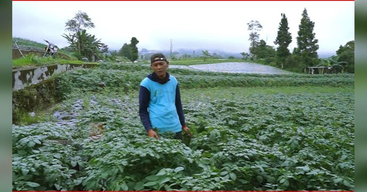Sempat Merantau ke Jakarta untuk Mengadu Nasib, Ini Kisah Sukses Petani Lereng Sumbing