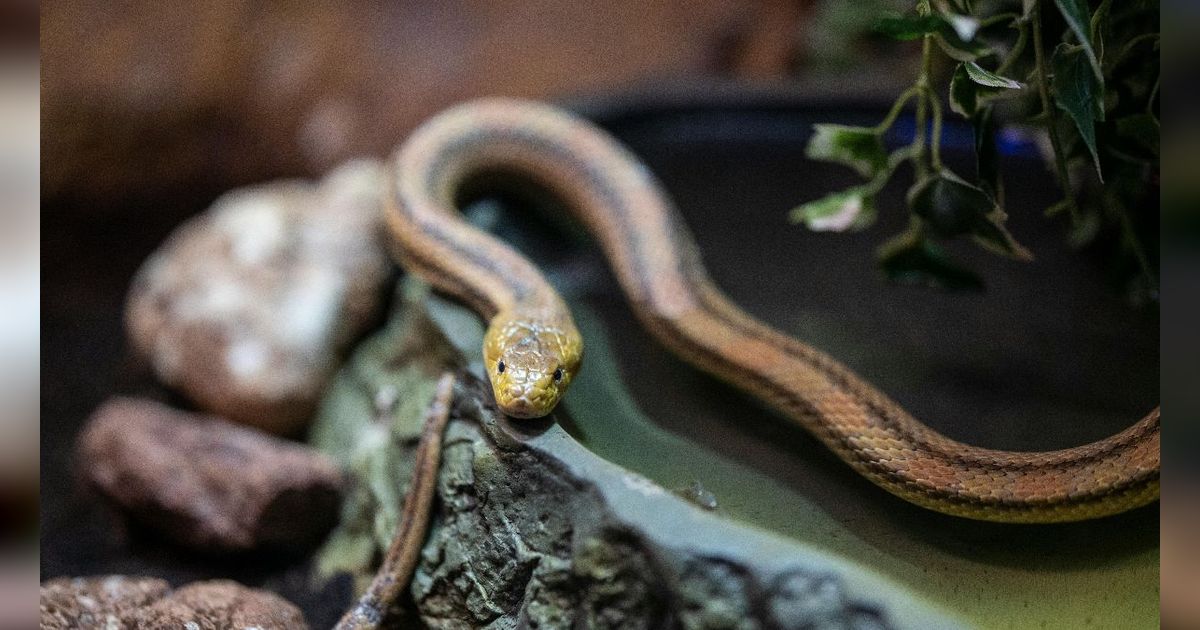 Tips dan Doa Nabi Sulaiman untuk Mengusir Ular yang Masuk Rumah Tanpa Membunuhnya
