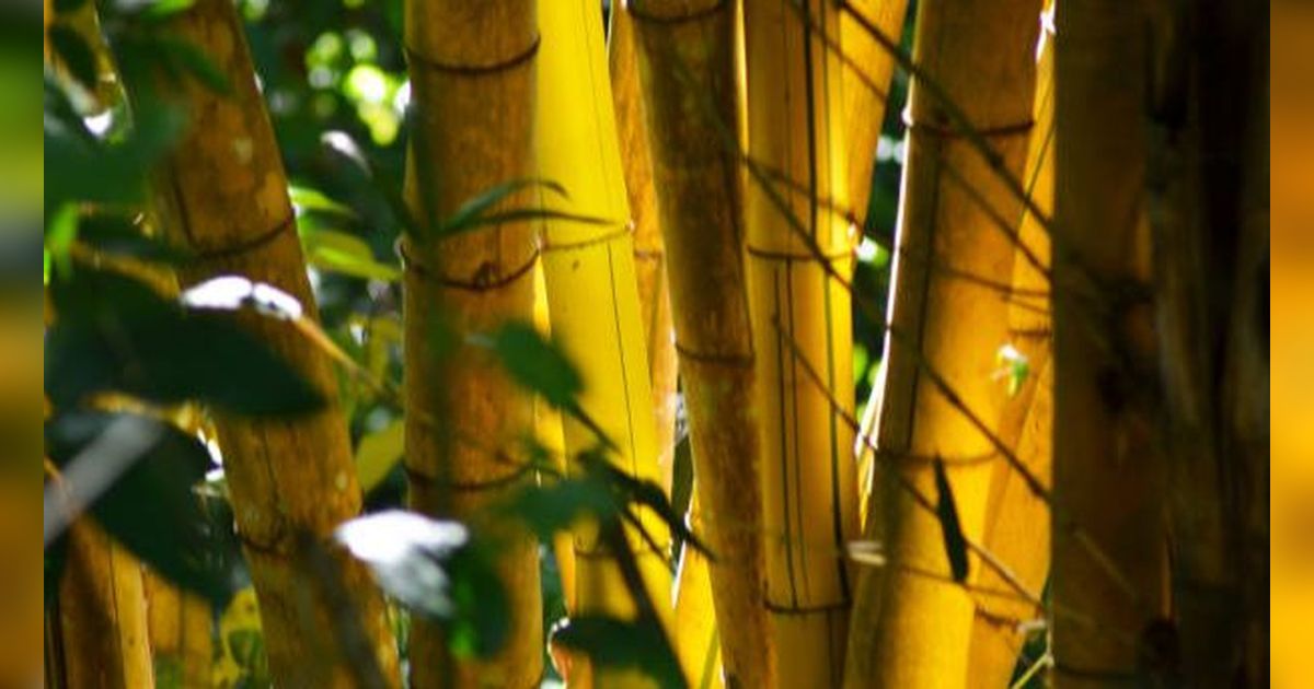 Mitos Bambu Kuning, Jadi Pagar Gaib hingga Pembawa Keberuntungan