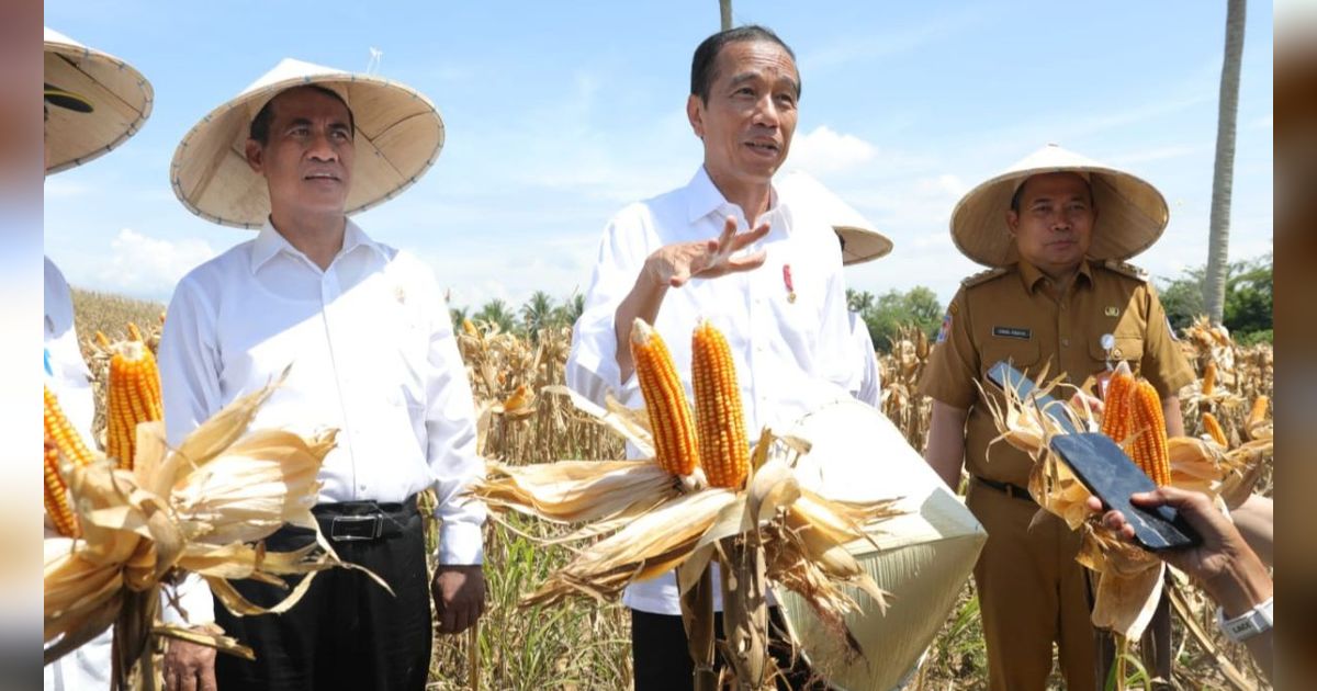 Presiden: Harga Jagung dan Gabah Turun Berarti Produksi Melimpah