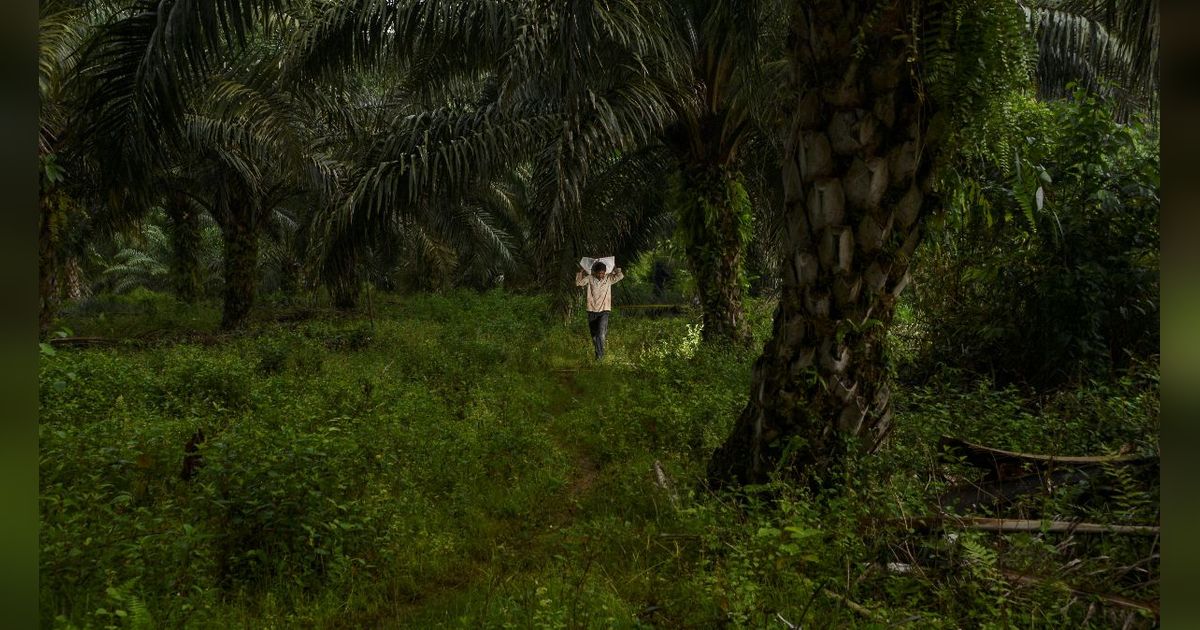 Kebun Sawit Terluas di Dunia Ternyata Ada di Indonesia, Ini Dia Perusahaan Pengelolanya