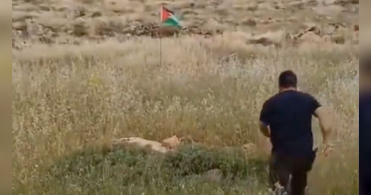 Saking Bencinya Sampai Tendang Bendera Palestina, Pria Israel ini Langsung Kena Karma