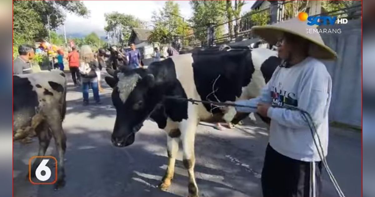 Keseruan Warga Jateng Rayakan Lebaran 2024, Bagi-Bagi Ketupat Berisi Taoge hingga Lebaran Sapi