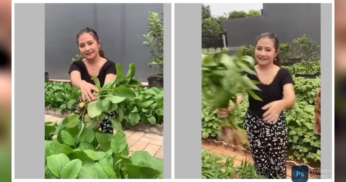 Serunya Prilly Latuconsina Panen Sayuran di Samping Rumah, Bareng Angga Yunanda dan Shenina Cinnamon