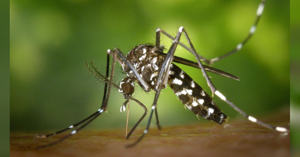 7 Penyebab Malaria Kambuh yang Perlu Diwaspadai, Begini Cara Mengatasinya