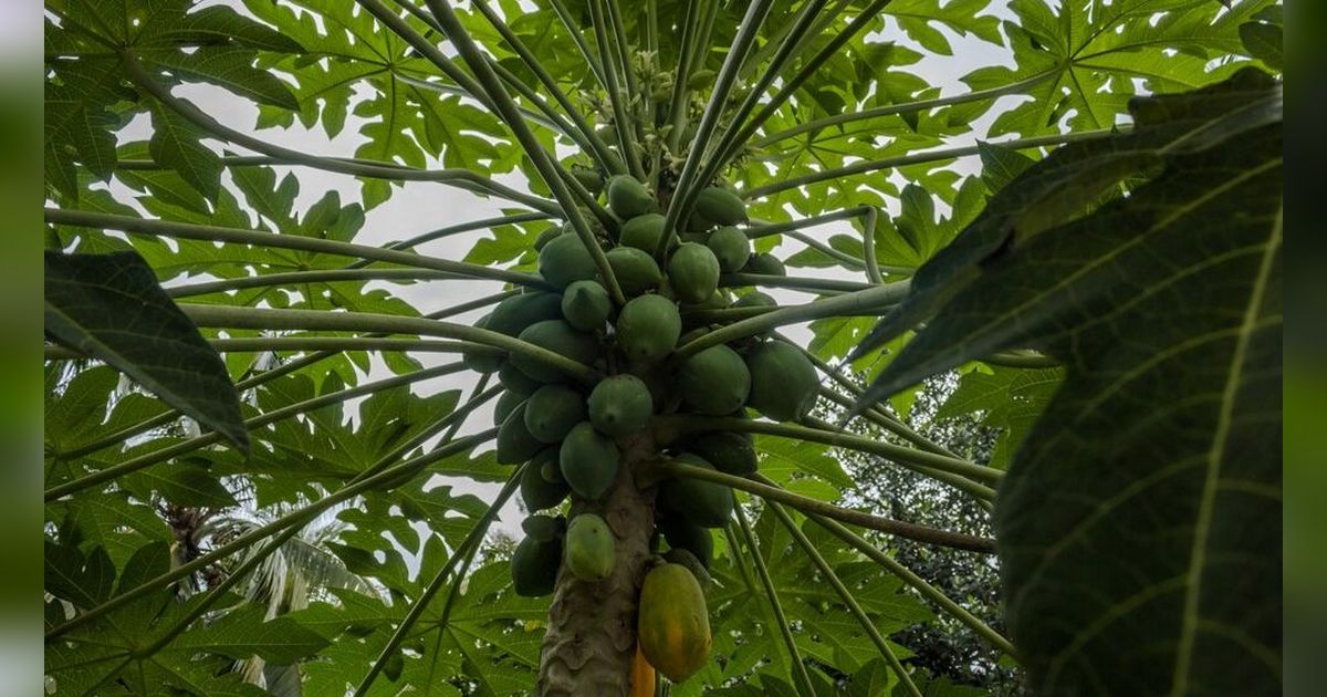 Pepaya Tumbuh Subur di Desa, Ibu Ini Berinisiatif Mengolahnya Jadi Produk Bernilai Ekonomi