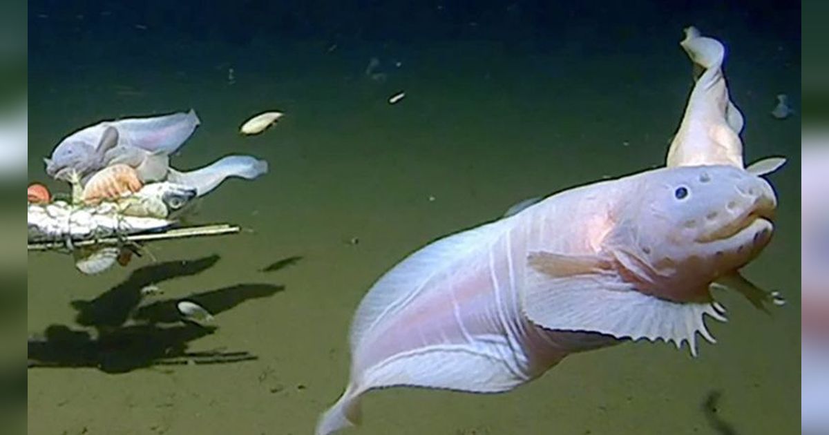 VIDEO Tidak Mengerikan Tapi Imut, Ilmuwan Temukan Ikan Paling Dalam di Dunia yang Tertangkap Kamera