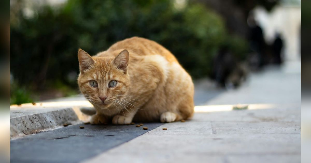 Doa Tidak Sengaja Menabrak Kucing, Lengkap dengan Cara Menguburkannya secara Islam