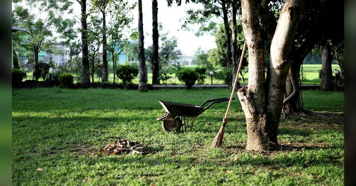 Perkebunan Super Luas Milik Orangtua Bupati Luwu Utara, Buahnya Lagi Panen & Ada Peternakan Sapi