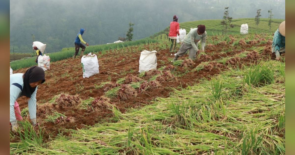 Harga Bawang Tak Kunjung Turun, Tak Ada Opsi Impor