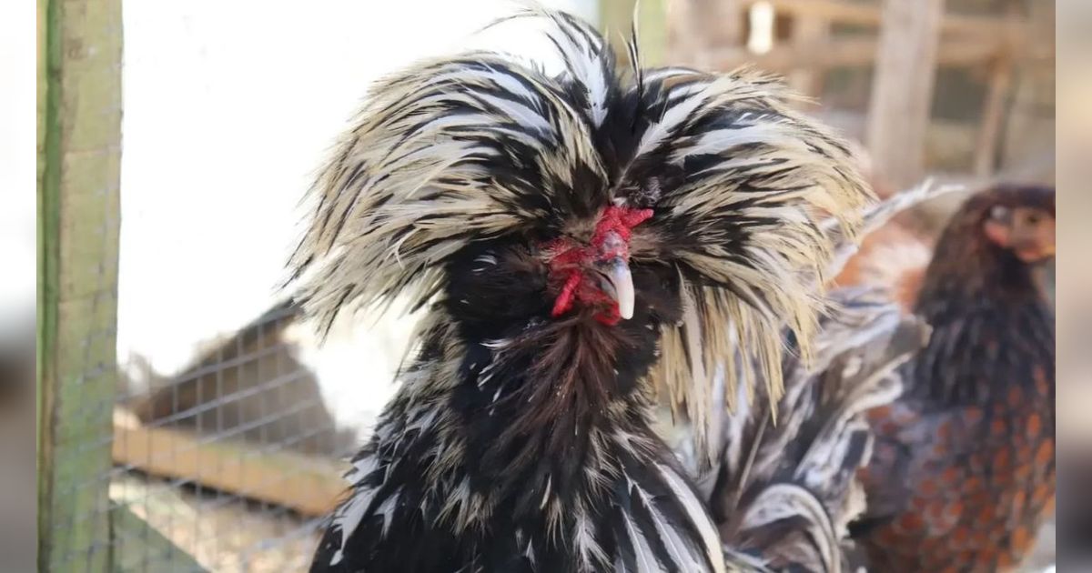 Kisah Pria Sidoarjo Budi Daya Ayam Polandia, Setiap Hari Mandikan Ayam hingga Keringkan Bulunya Pakai Hair Dryer