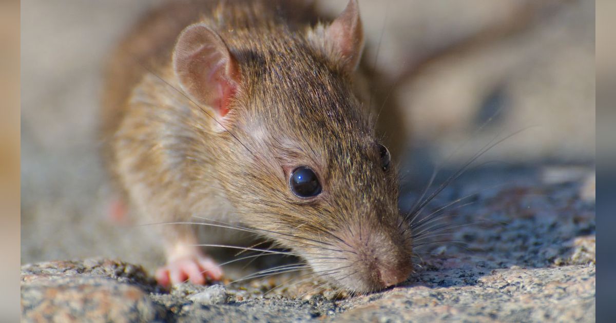 8 Bahan Sederhana dan Alami yang Bisa Langsung Usir Tikus, Kecoak dan Semut dari Rumah