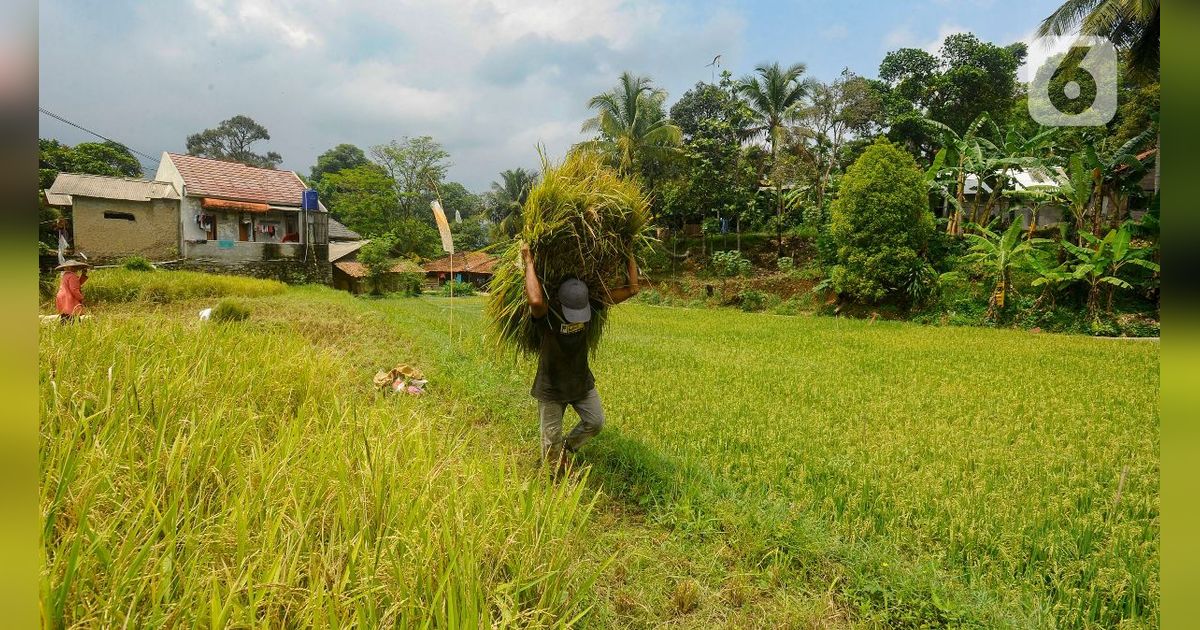 KTNA Kritisi Sikap Bulog yang Tidak Serap Gabah dan Jagung