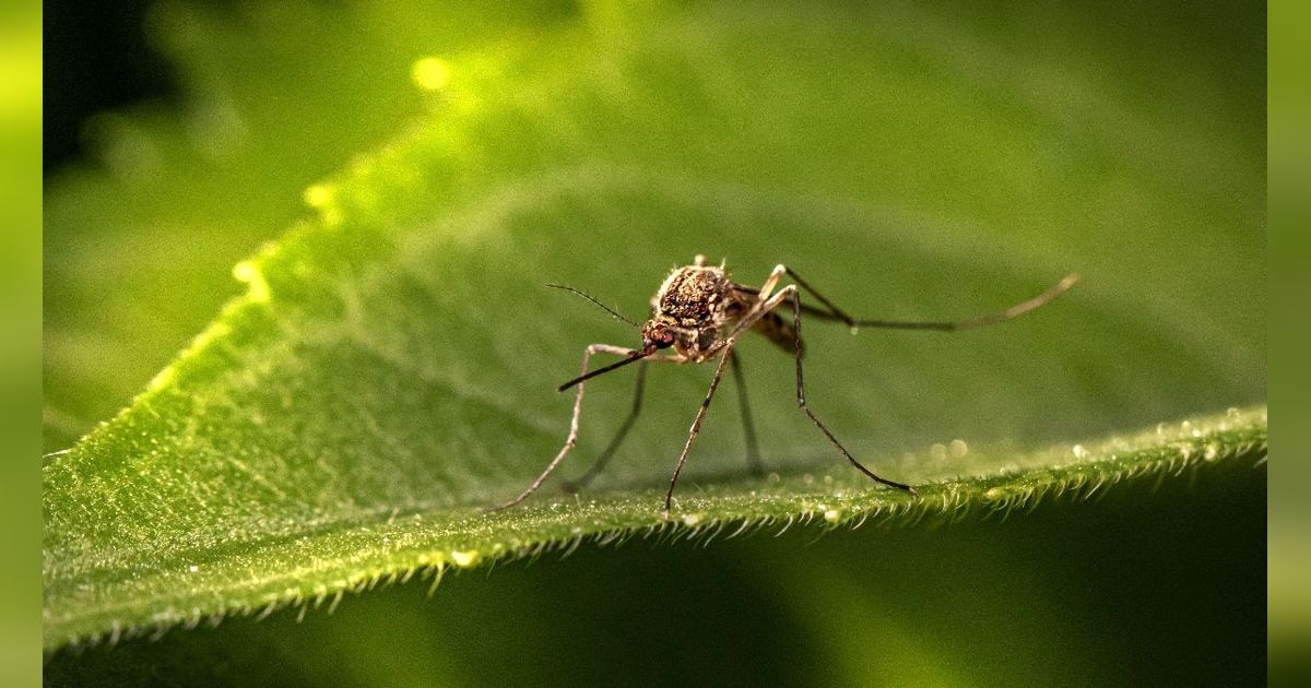 Segini Ternyata Jumlah Populasi Nyamuk di Seluruh Dunia