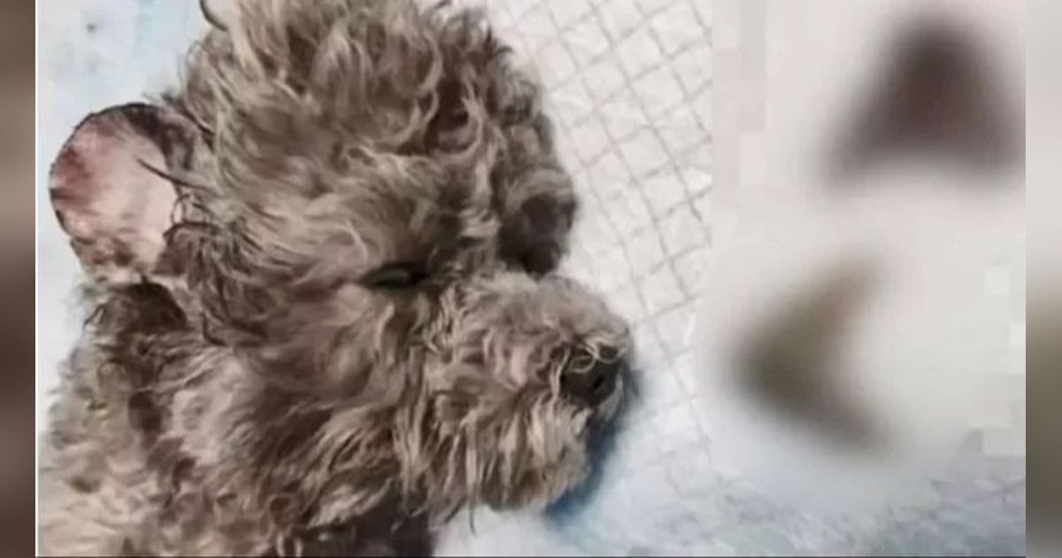 Tren Aneh di China, Kucing dan Anjing Dioperasi Agar Punya Telinga Mickey Tuai Protes - Merdeka.com