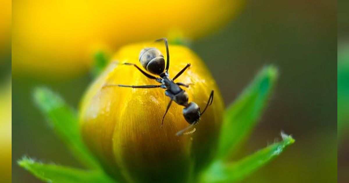 Cara Mengusir Semut Hitam Efektif, Gunakan Bedak Bayi hingga Air Lemon