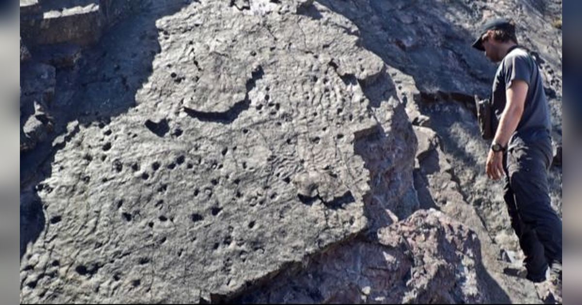 Penampakan Fosil Pohon Tertua di Bumi, Ditemukan di Balik Tebing Laut Berusia 390 Juta Tahun