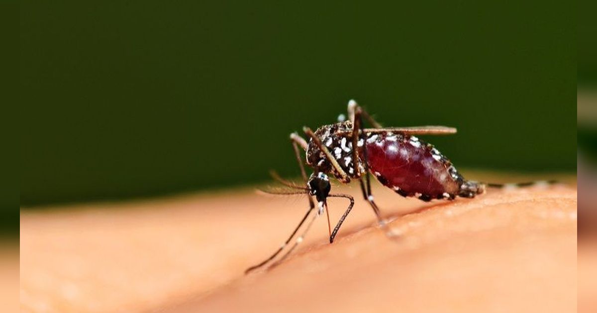Cara Mencegah Gigitan Nyamuk pada Anak, Lindungi si Kecil dari Demam Berdarah