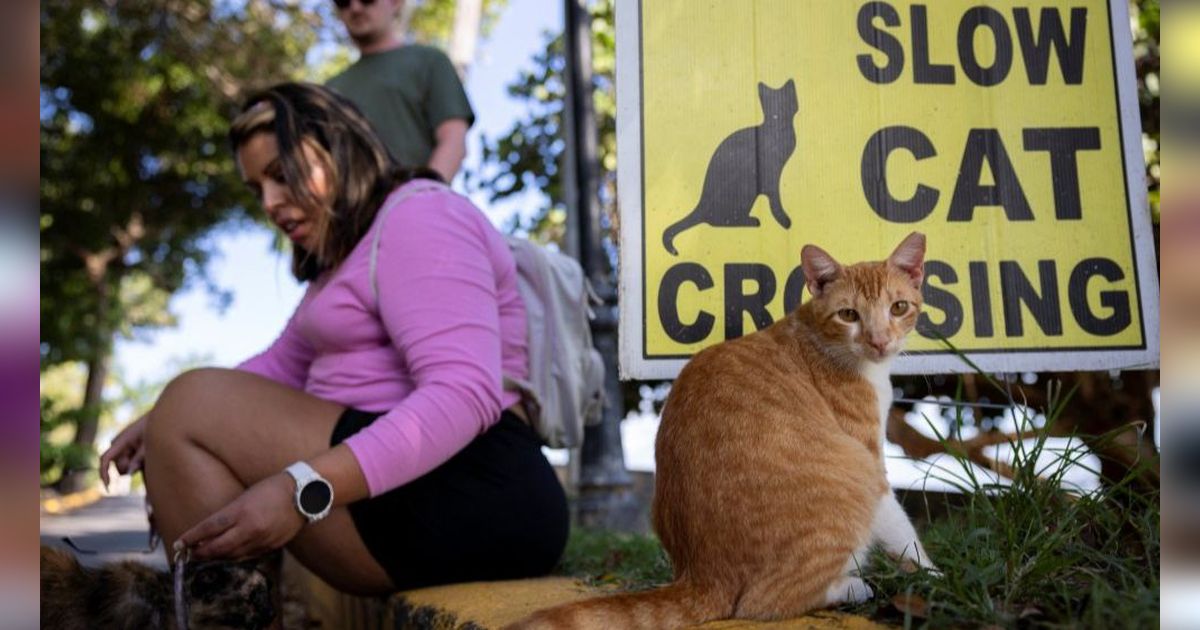 FOTO: Potret Ratusan Kucing Lucu di Distrik Bersejarah Puerto Rico, Menyenangkan di Mata Warga, Namun Dinilai Mengganggu oleh Pemerintah