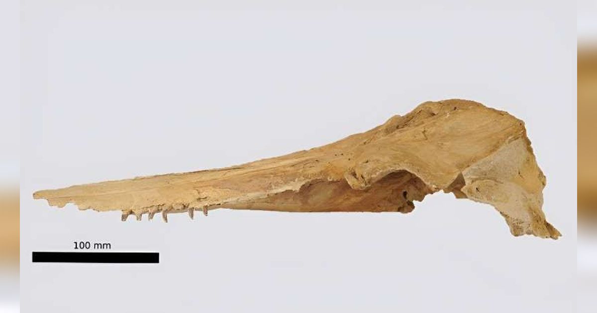 Ilmuwan Temukan Fosil Lumba-Lumba Jenis Baru, Deretan Giginya Terbentang Lebar