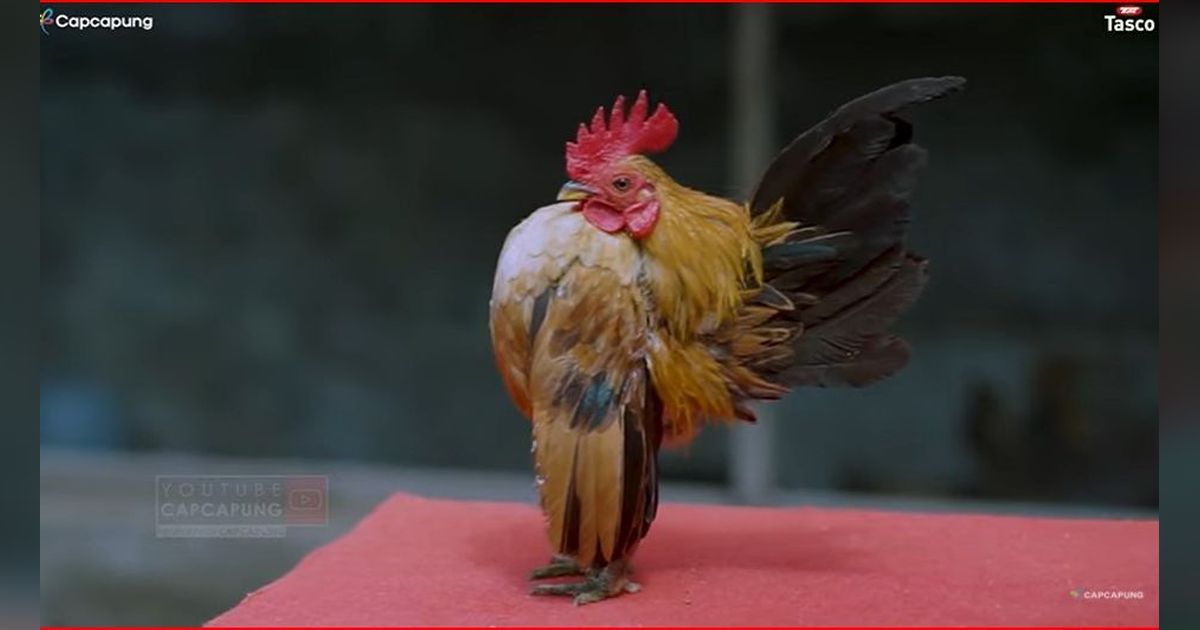Pria Asal Jogja Ini Hobi Pelihara Ayam Terkecil di Dunia, Perawatannya Tak Ribet dan Bikin Ketagihan