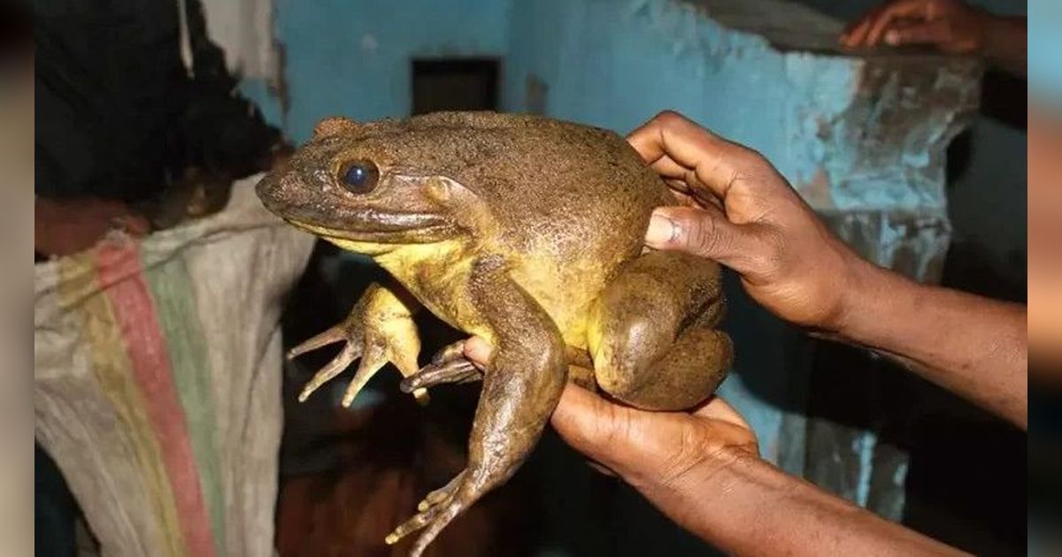 Penampakan Katak Terbesar di Dunia yang Sedang Terancam Punah