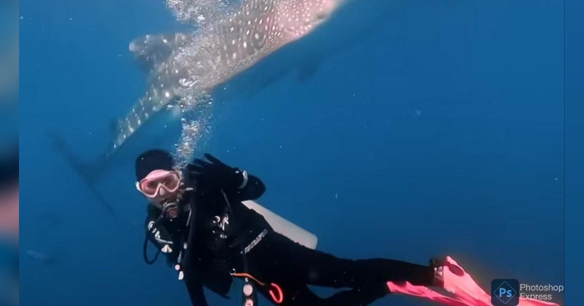 Aksi Keren Prilly Latuconsina Berenang Bareng Whale Shark di Laut, Tuai Banyak Pujian