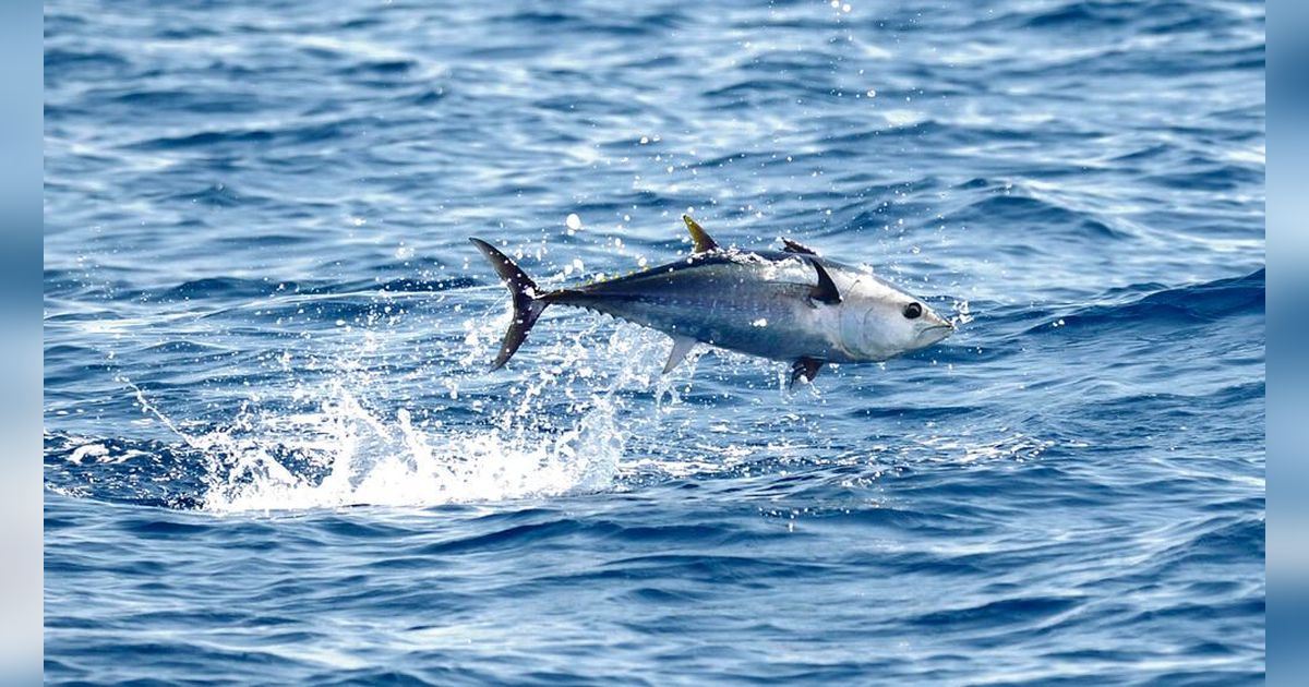 2 Mei Hari Tuna Sedunia, Momen untuk Mengenal Ikan Penuh Gizi