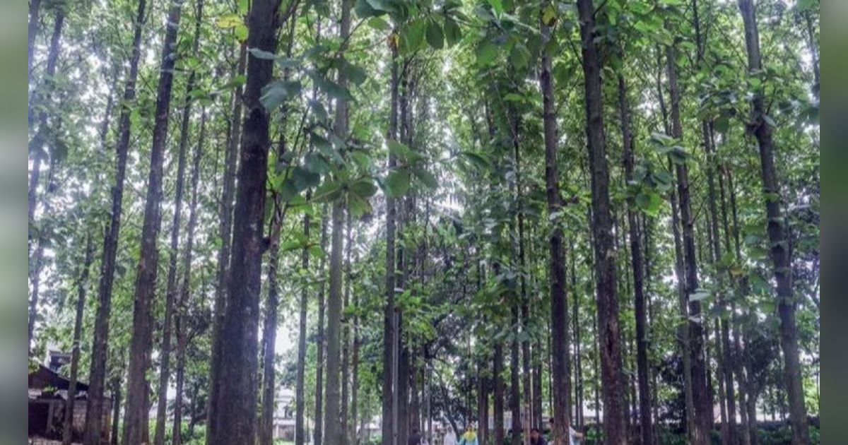 Heboh Sampah Kondom Berserakan di Taman RTH Jakarta Barat