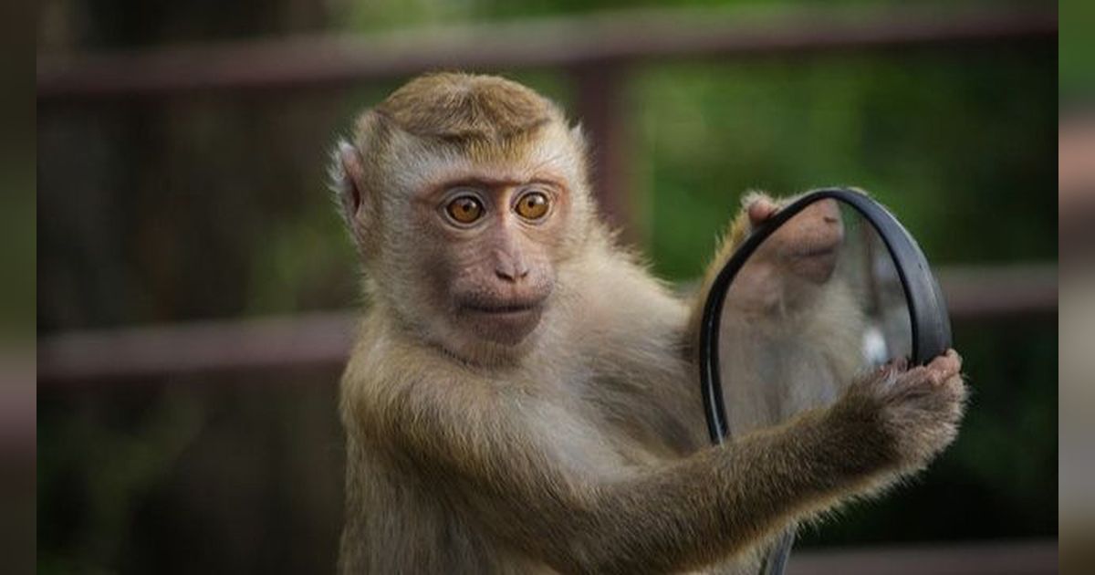 Bayi Dua Bulan Jadi Korban Serangan Monyet Liar