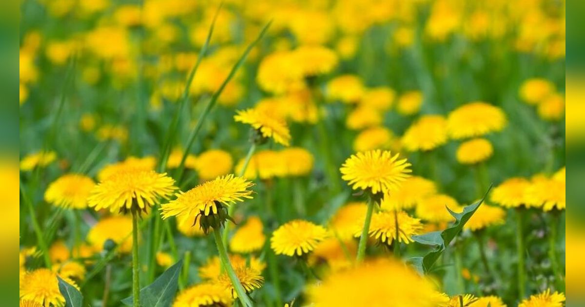 11 Khasiat Dibalik Tanaman Cantik Dandelion yang Jarang Orang Ketahui, Ini Cara Mengolahnya