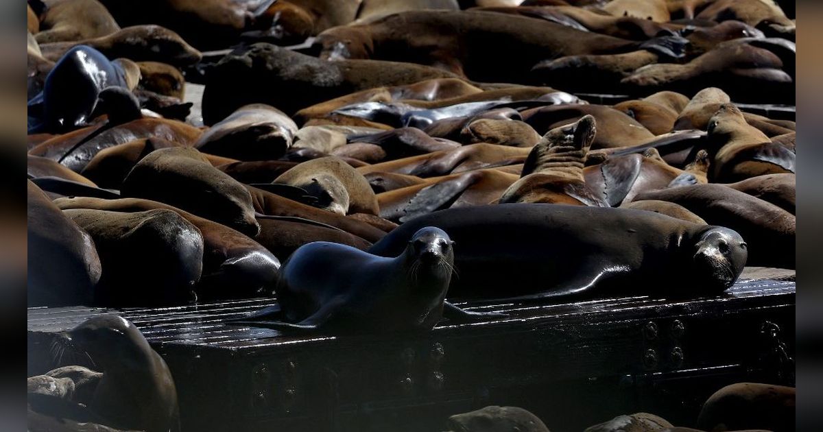 FOTO: Penampakan Ribuan Singa Laut Bersantai di Dermaga Populer California