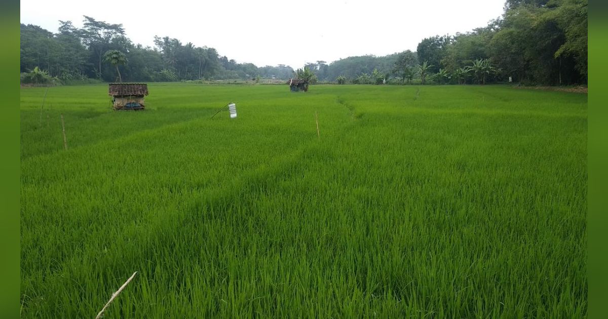 Mengenal Baronde, Tradisi Gotong Royong Masyarakat Tanah Datar saat Panen Padi