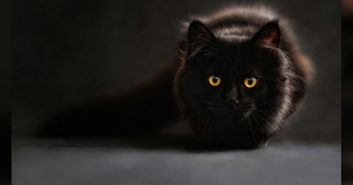 Segini Umur Rata-rata Kucing di Dunia, Kecuali Jenis Ini Usianya Pendek